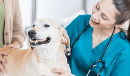 Superior service for your Veterinarian practice 24x7